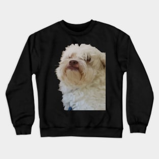 Grumpy Terrier Dog With Long White Hair Covering Eyes Crewneck Sweatshirt